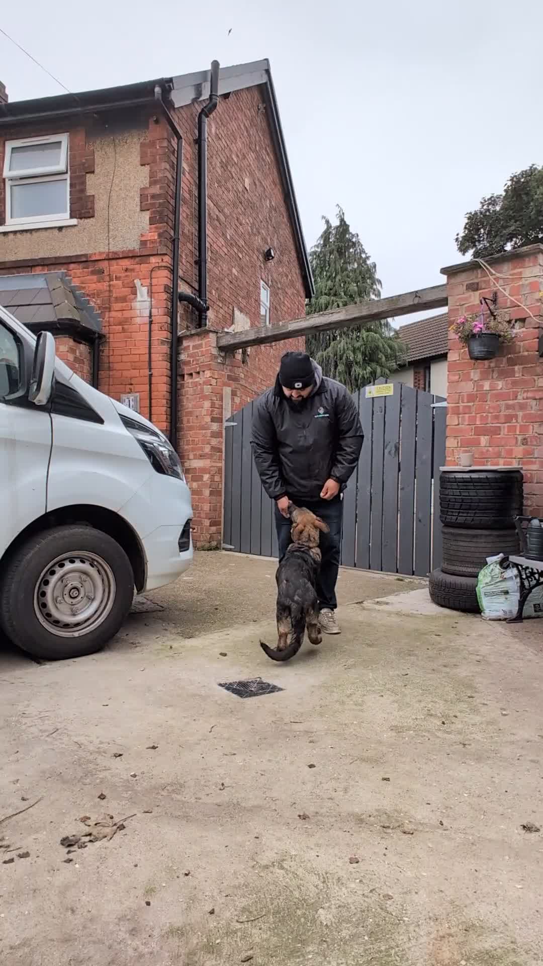 German Shepherd dogs for sale: German Shepherd puppies  - Video 1