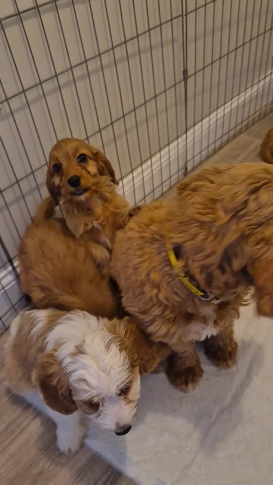 Cavapoo dogs for sale: Cavapoo  in Milton Keynes - Video 1
