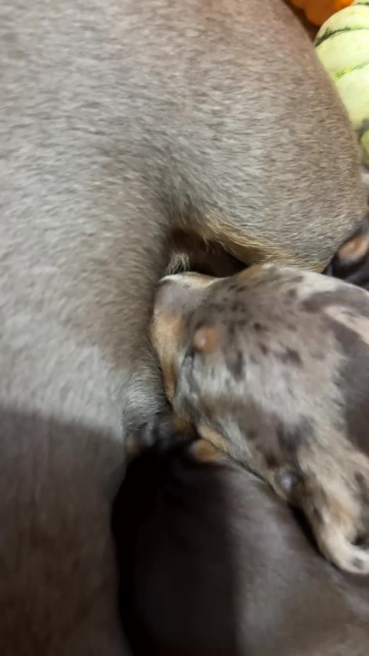 Miniature Dachshund dogs for sale: Miniature dachshund  - Video 2