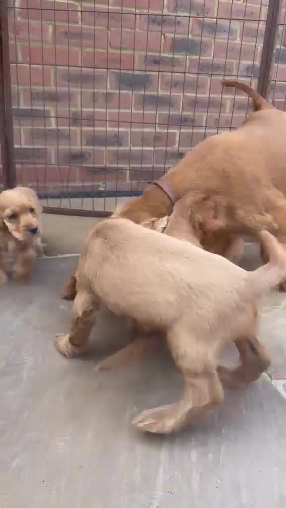 Cocker Spaniel dogs for sale: GoldenSHOW Type Cocker SPANIEL  in Iver - Video 1