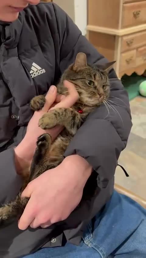 American Shorthair cats for sale: Beautiful Tabby  - Video 1