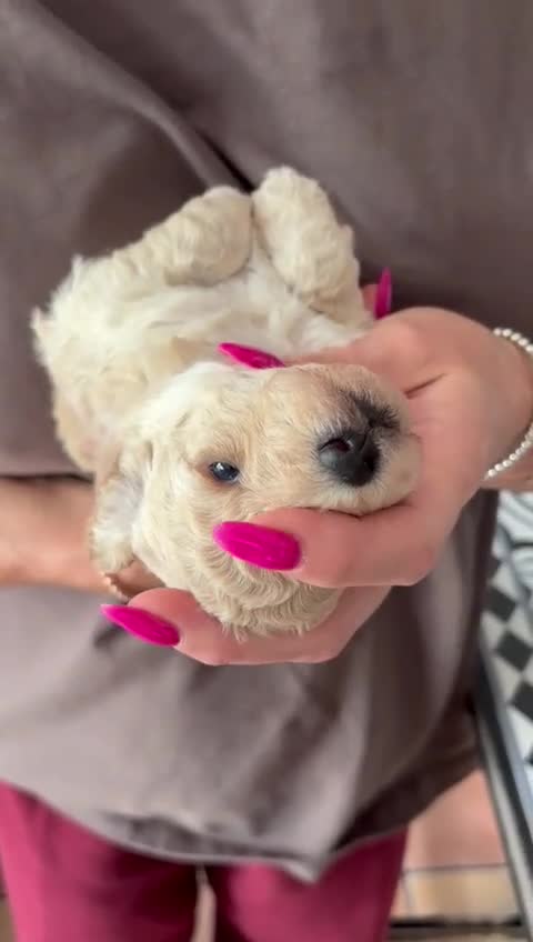 Toy Poodle dogs for sale: 3 Toy poodle pups  - Video 3