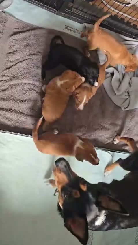 Mixed Breed dogs for sale: Border Kelpie x Cocker puppies - Video 2