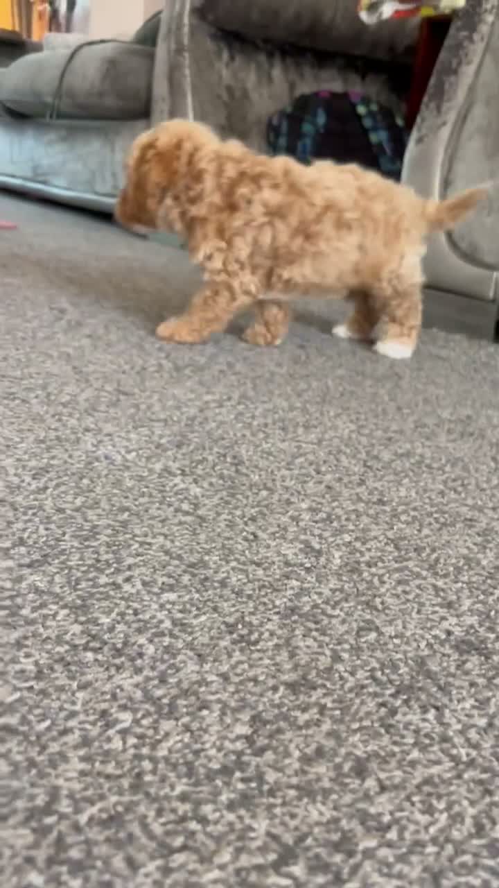 Mixed Breed dogs for sale: Toy poodle male left ready now - Video 1
