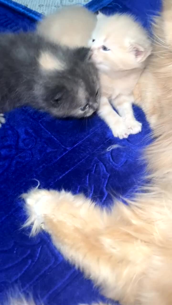 Mixed Breed cats for sale: Persian x Russian blue x British short hair mix in Nottingham - Video 3
