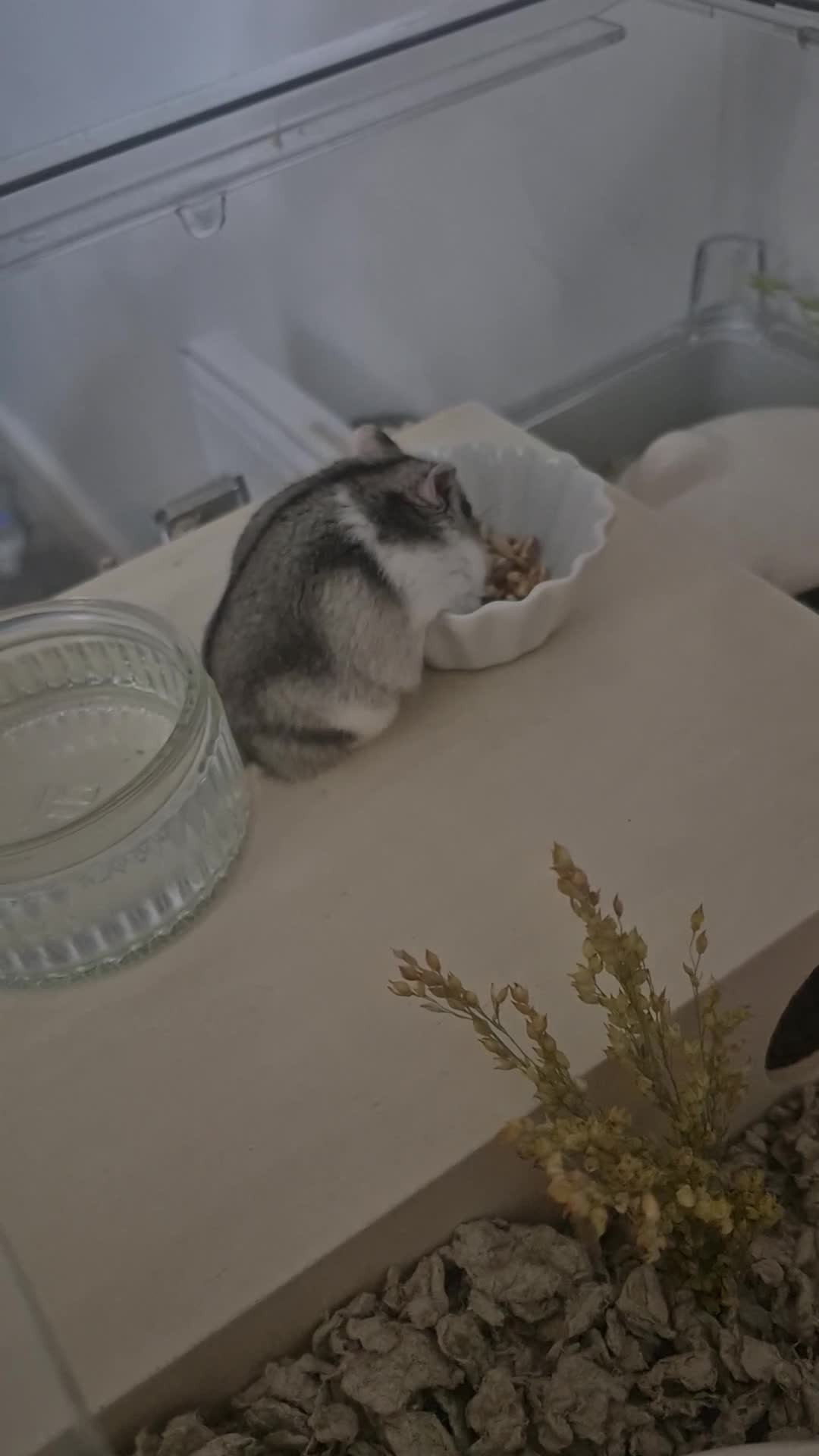 Hamster rodents for sale: Female Dwarf hamster  in Liverpool - Video 4