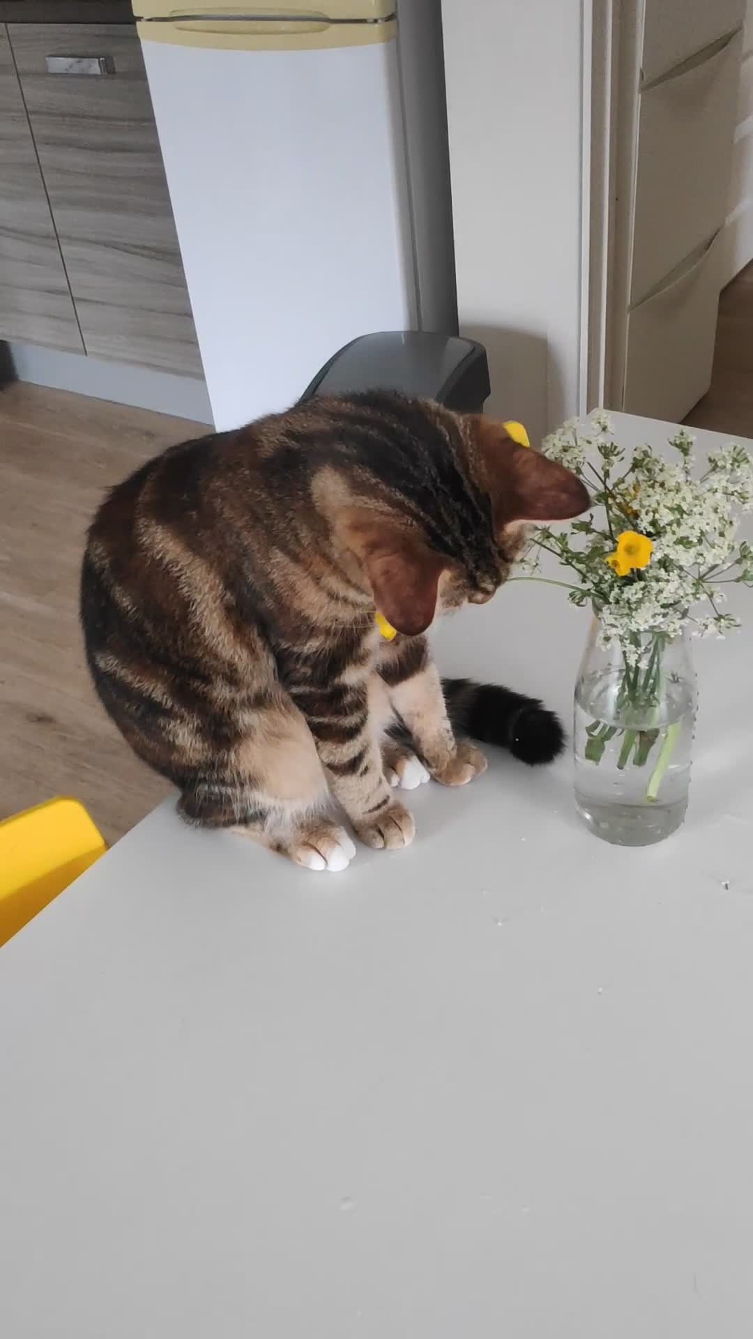 Mixed Breed cats for sale: Beanie in Nuneaton - Video 2