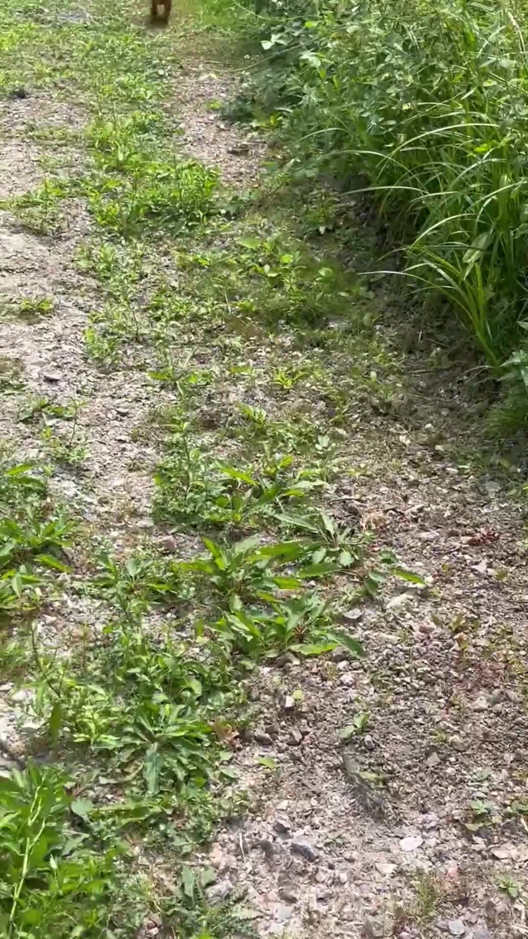 Cocker Spaniel dogs for sale: Stunning KC health tested bitch - Video 1