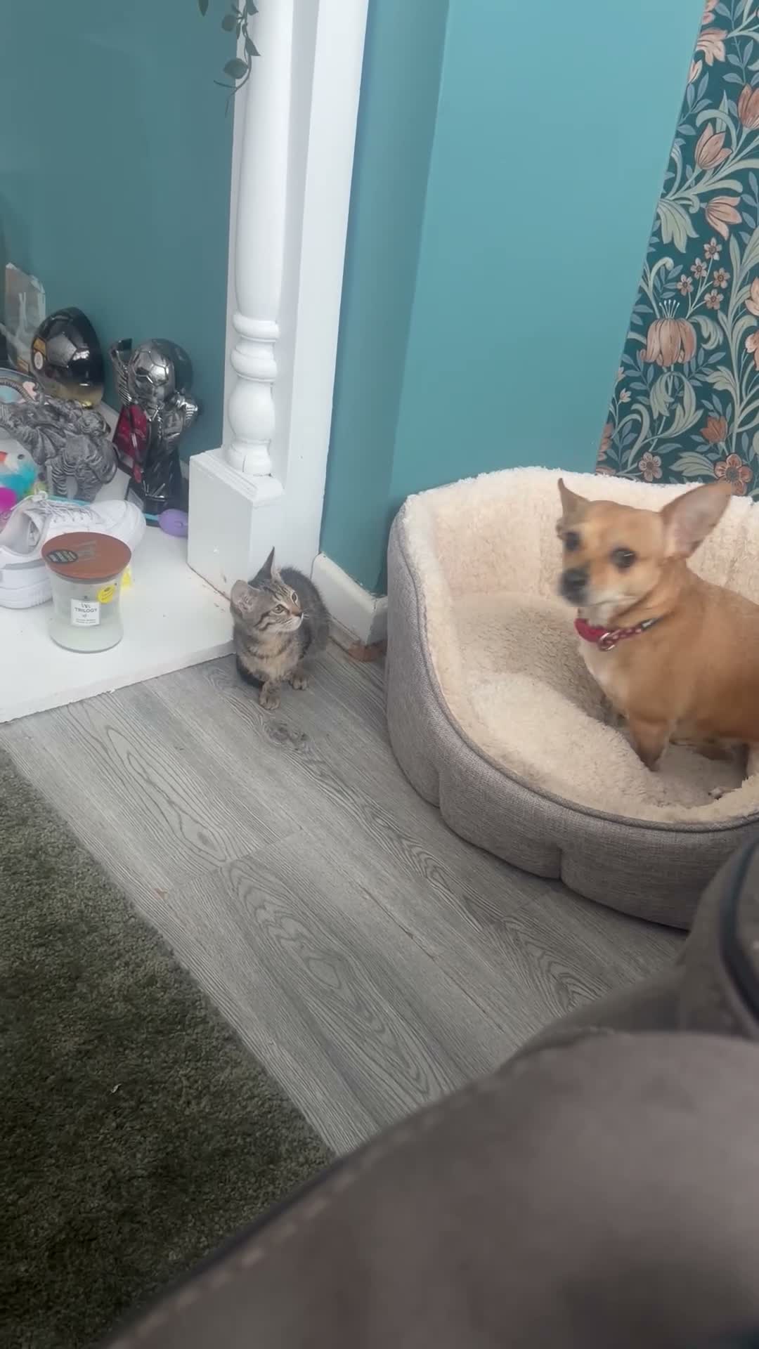 Mixed Breed cats for sale: Kitten - Video 1