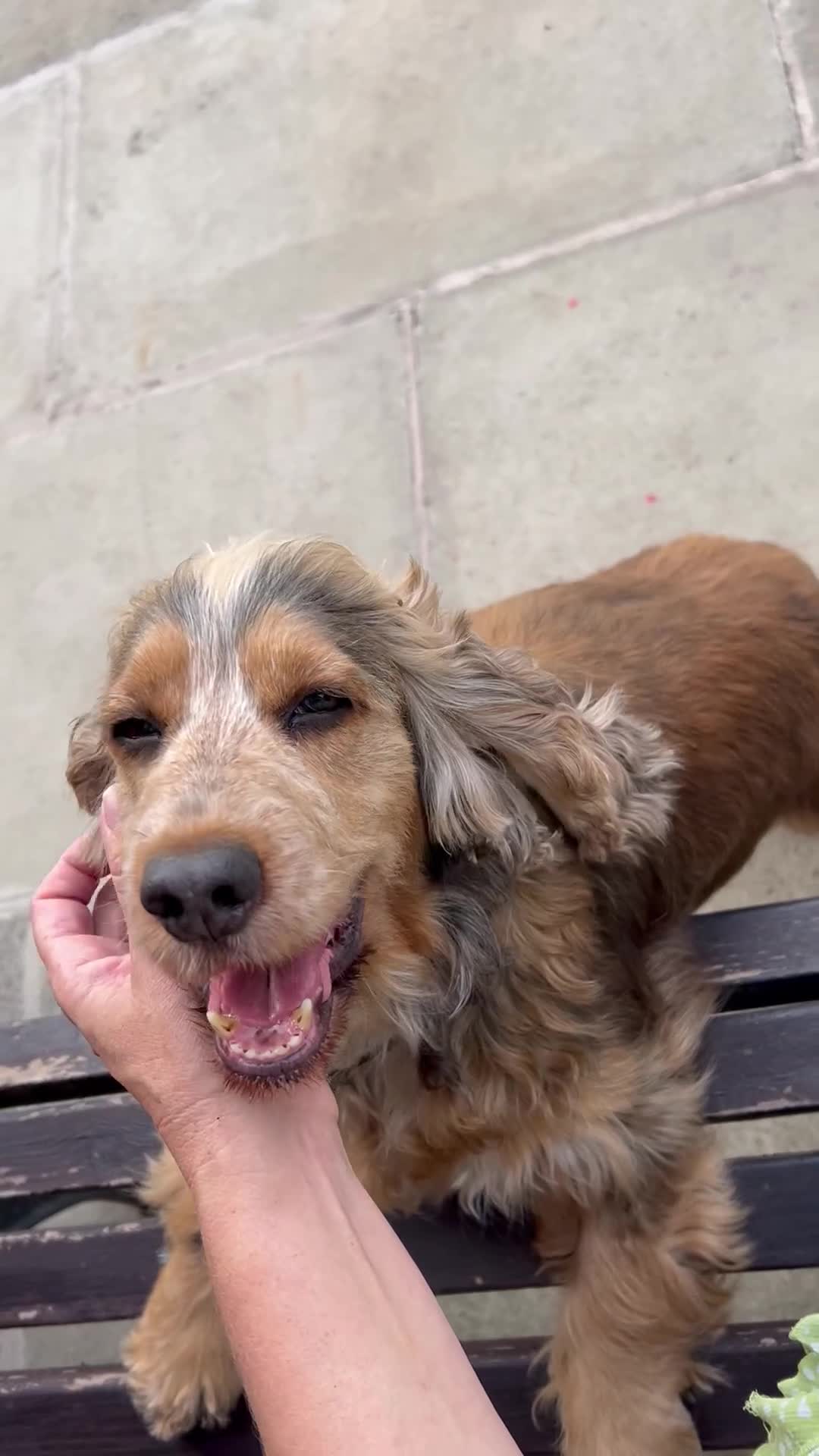Cocker Spaniel dogs for sale: Show Type 🐾Health Tested 🐾Champion KC lines - Video 3