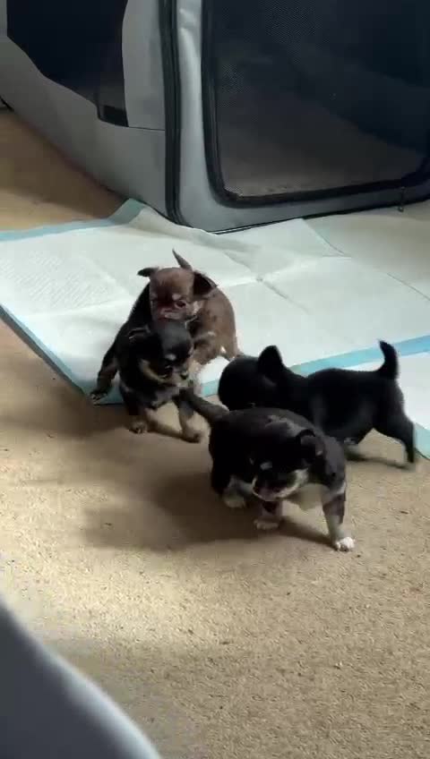 Chihuahua dogs for stud: Quality Russian import LC KC for stud in Torquay - Video 1