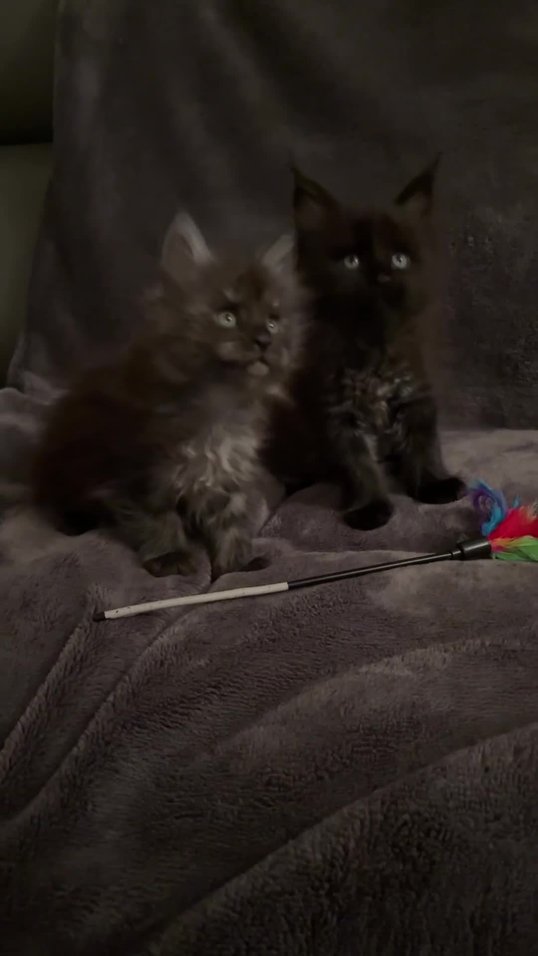 Maine Coon cats for sale: Ready Now TICA Registered Maine Coon Kittens - Video 3