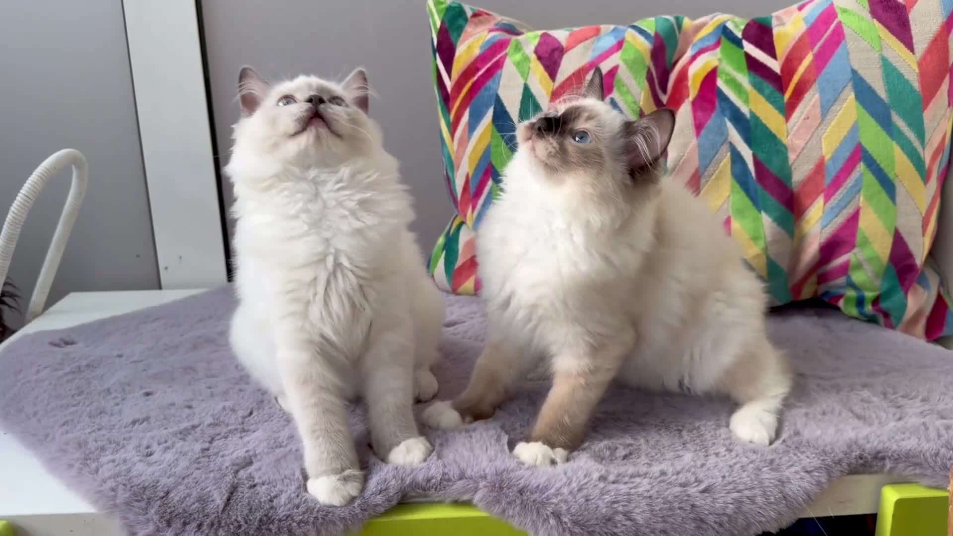 Ragdoll cats for sale: TICA registered ragdoll kittens - Video 1
