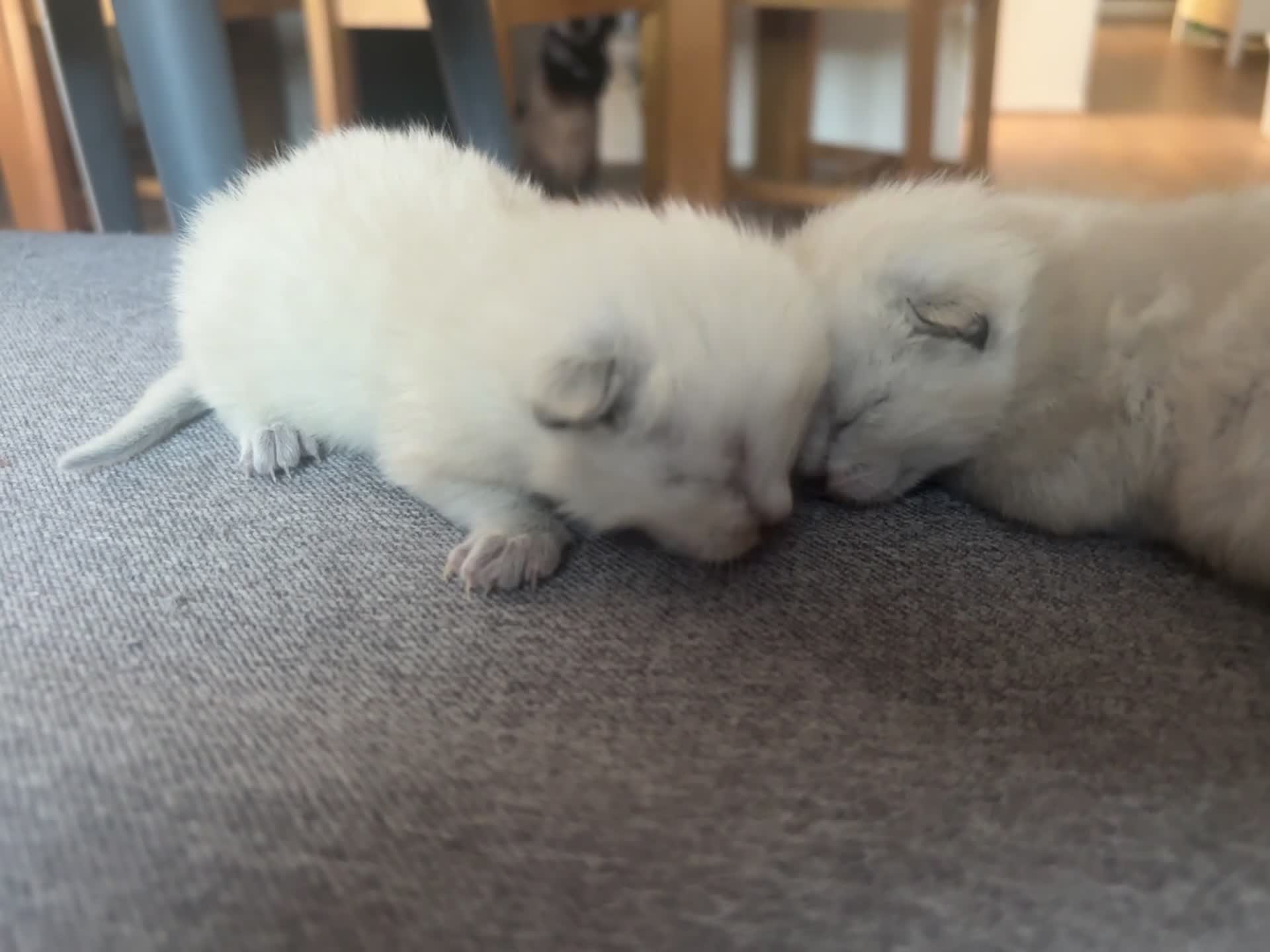 Ragamese cats for sale: Ragamise kittens  - Video 1