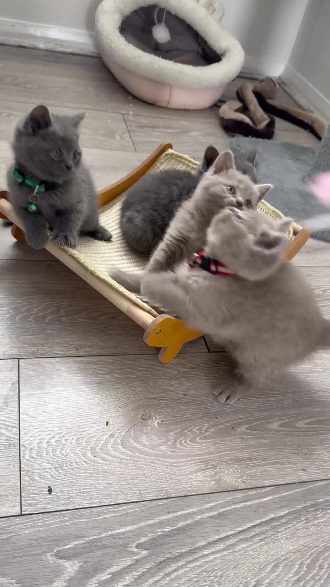 British Shorthair cats for sale: Beautiful British Shorthair Kittens😻 - Video 1