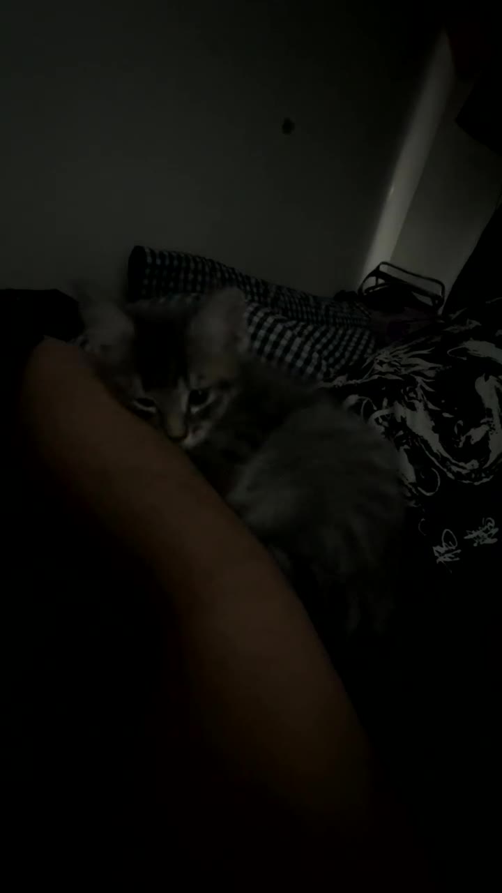 Norwegian Forest Cat cats for sale: Beautiful Bengal × Norwegian Forest Kitten - Video 3