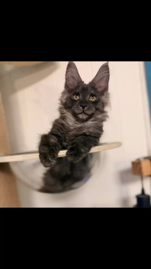 Maine Coon cats for sale: One beautiful black smoked Maine coons ready soon - Video 1