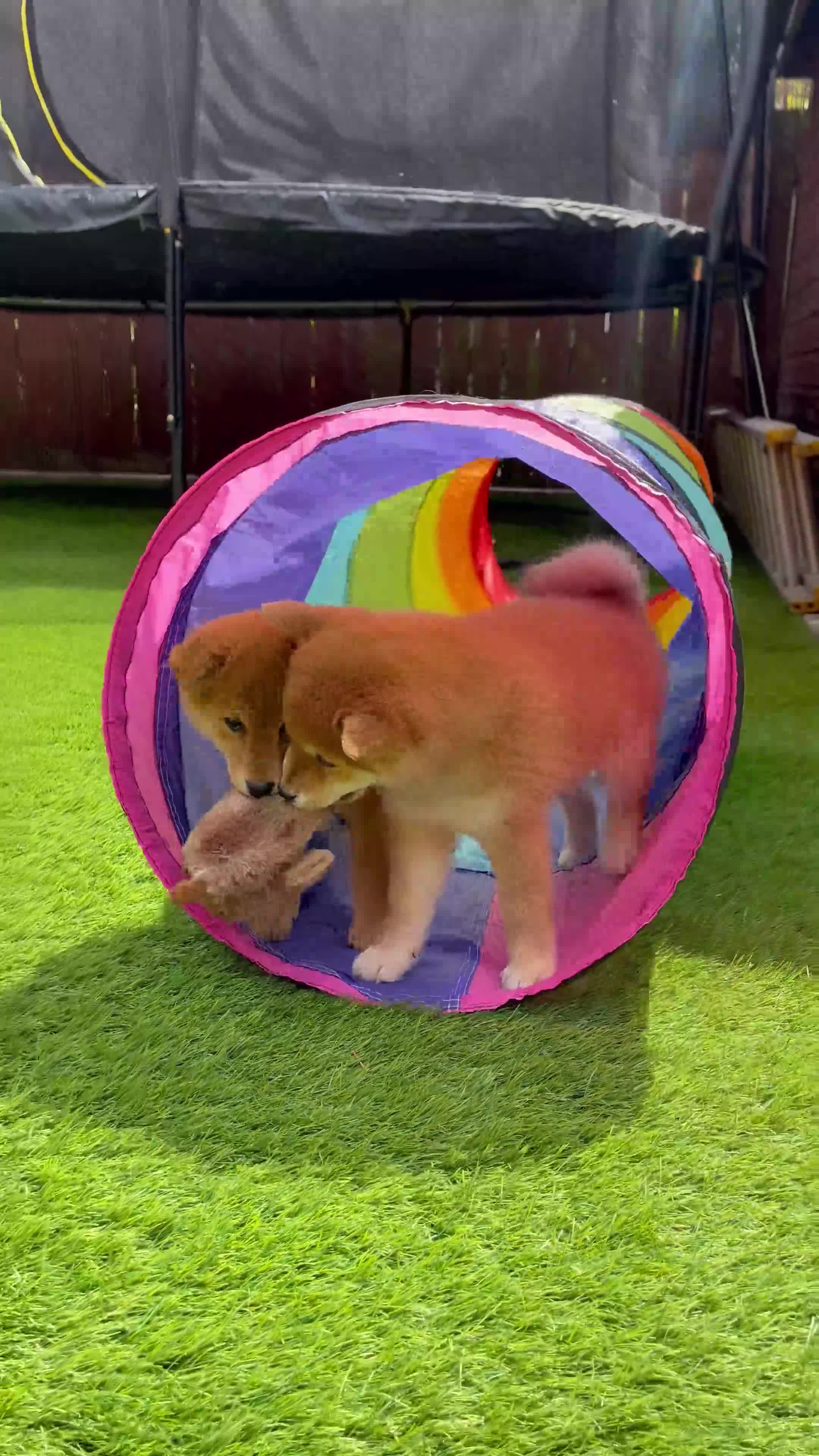 Japanese Shiba Inu dogs for sale: KC registered Japanese Shiba Inu puppies - Video 1