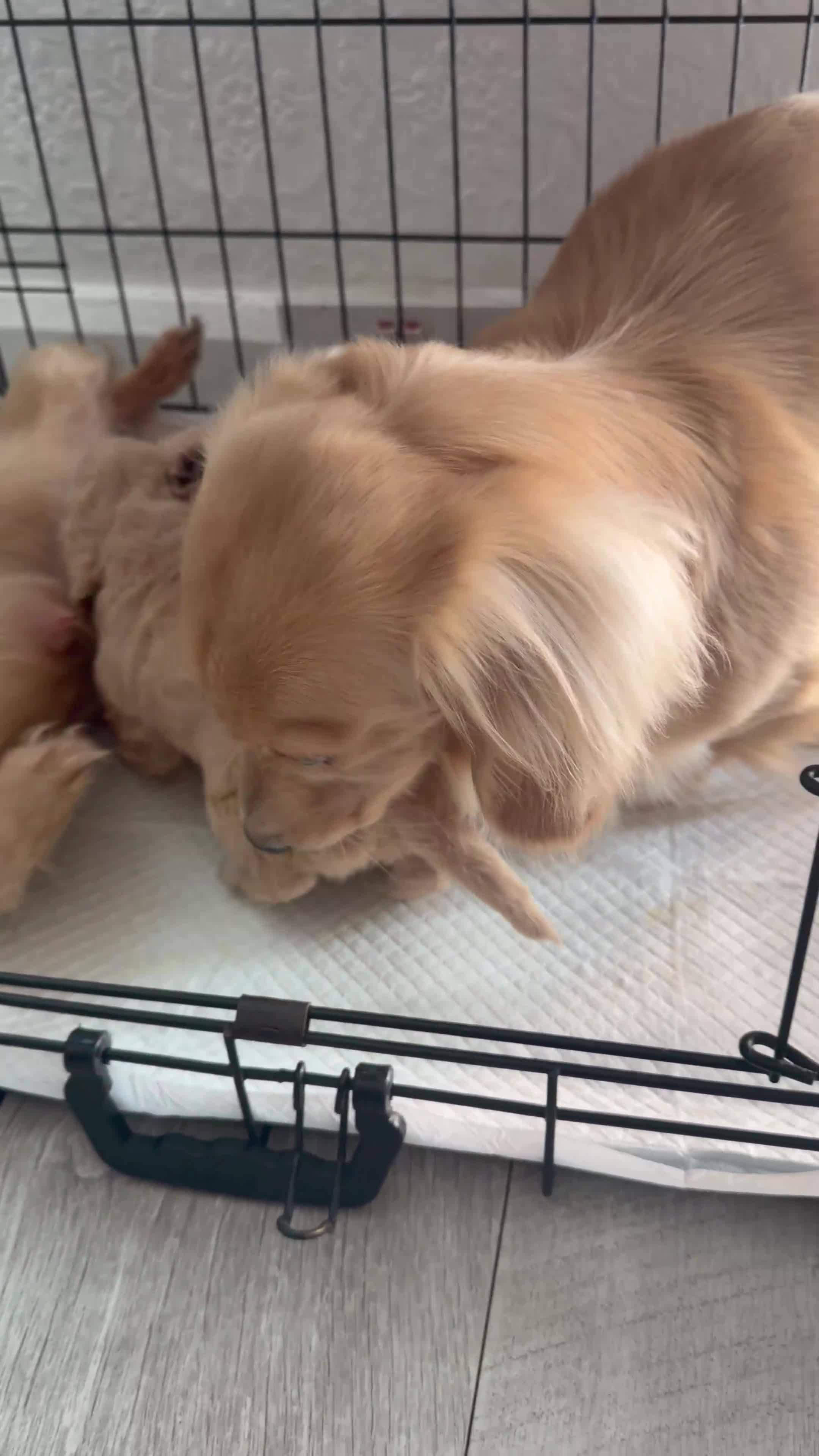 Dachshund dogs for sale: Cream full long haired dachshund puppies  - Video 4