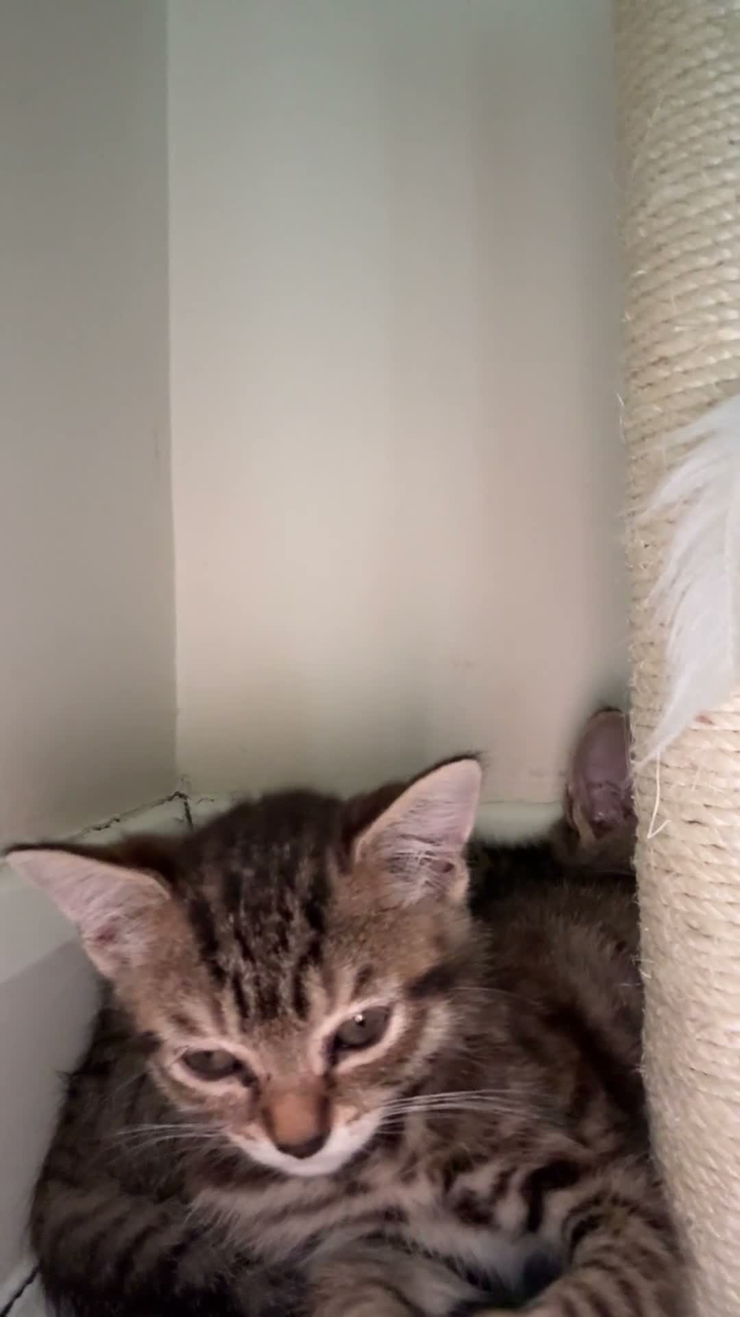 Mixed Breed cats for sale: 2 gorgeous tabby kittens - Video 5