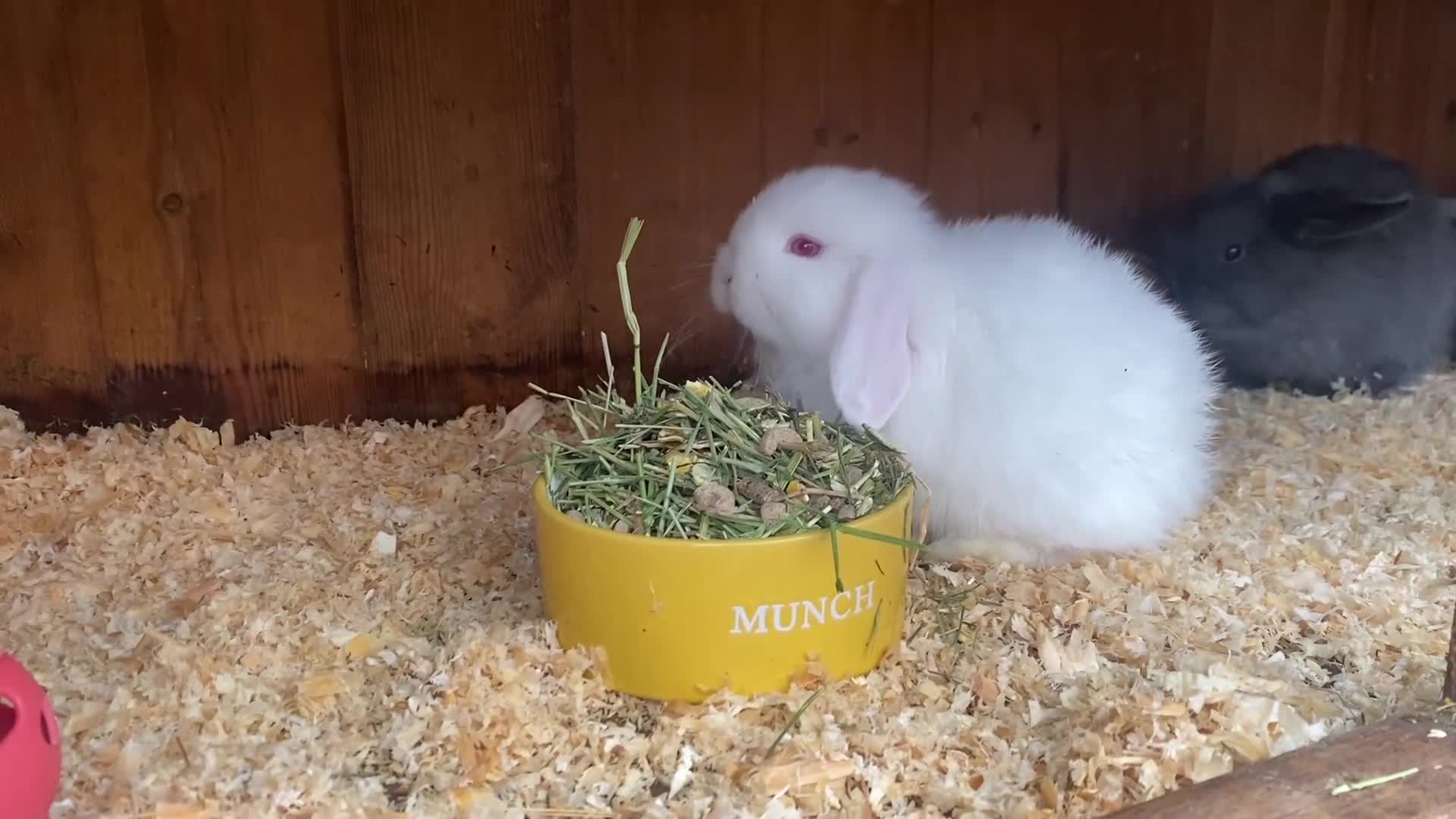 Mini Lop rabbits for sale: Mini lop buck ready now REW  - Video 1