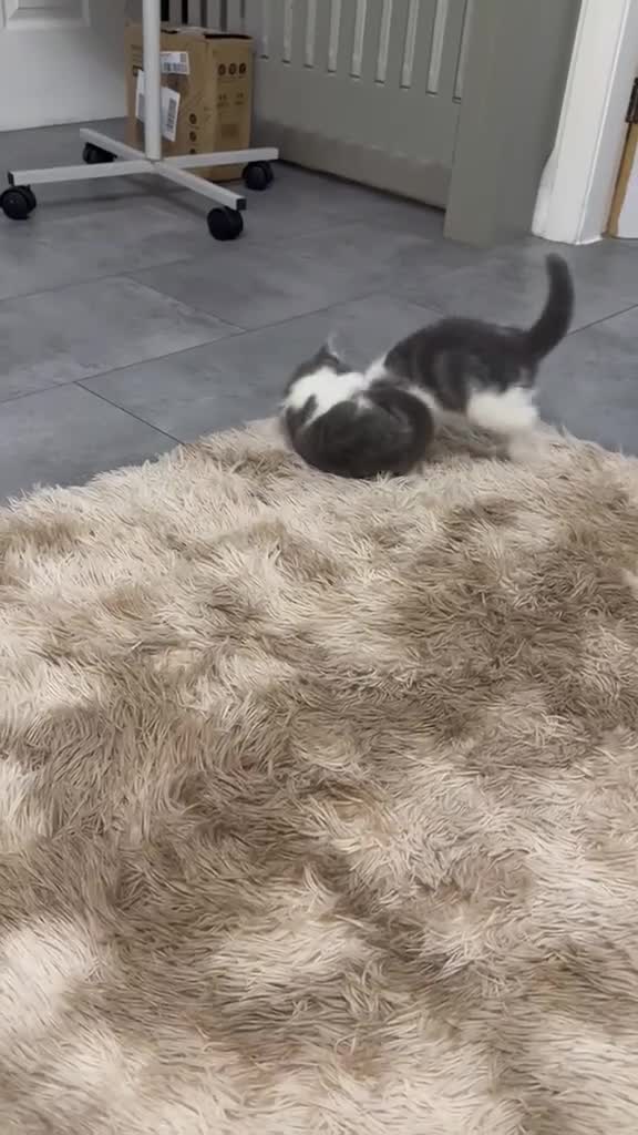 Ragdoll cats for sale: Ragdoll/Turkish Angora 8 Weeks Old Blue-Eyed - Video 3