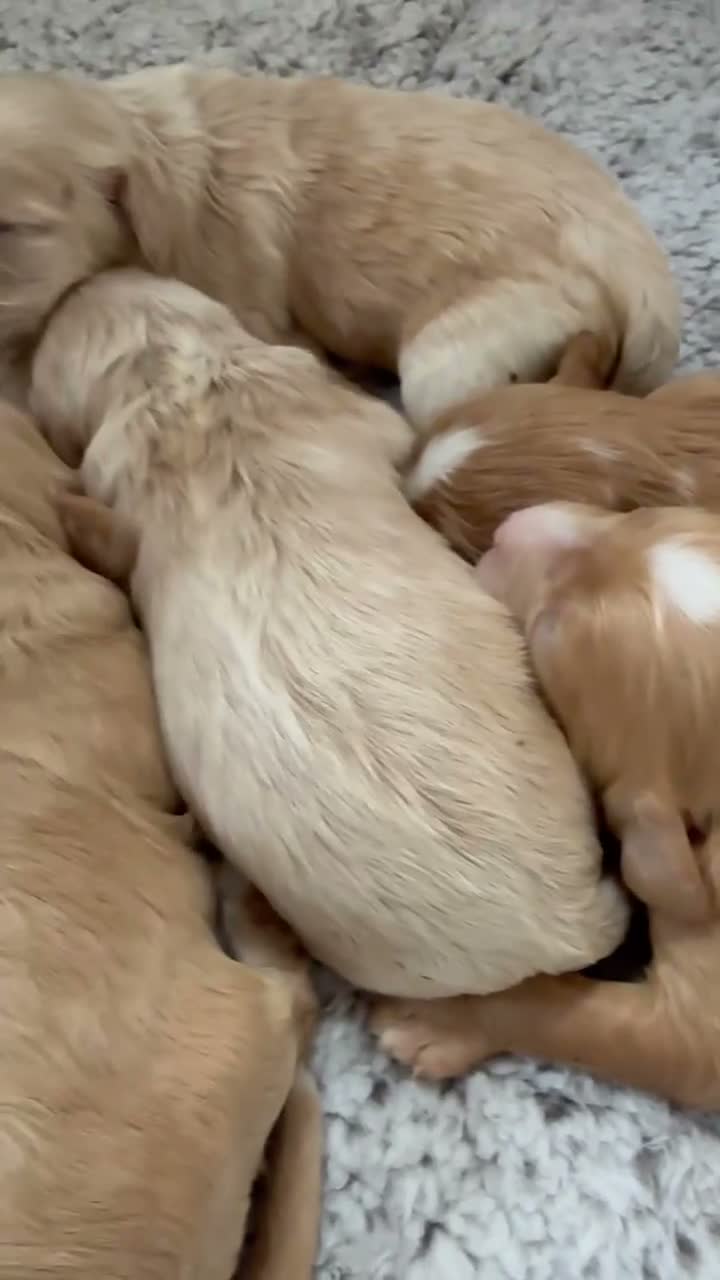 Cavapoo dogs for sale: Stunning F1 Cavapoos - Video 1