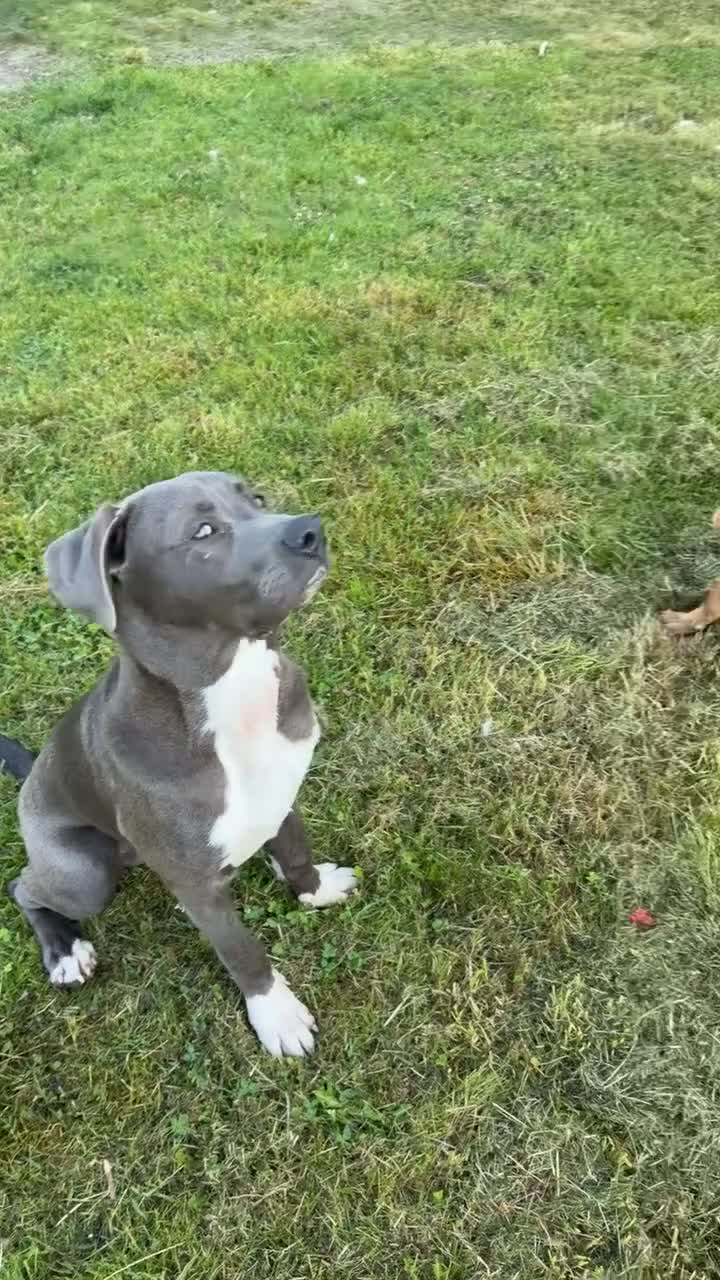 Mixed Breed dogs for sale: Mastiff/presa  - Video 2
