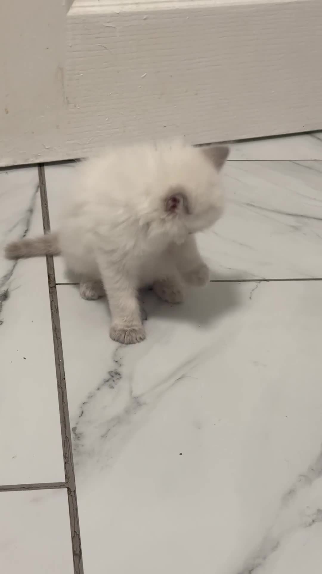 Ragdoll cats for sale: Rare Mink and blue mitted Ragdoll kittens  - Video 3
