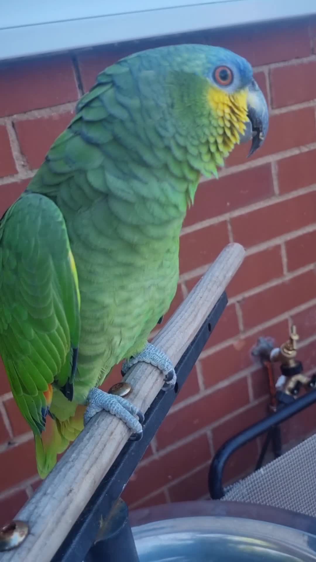 Parrots birds for sale: Amazon Parrot - Video 4