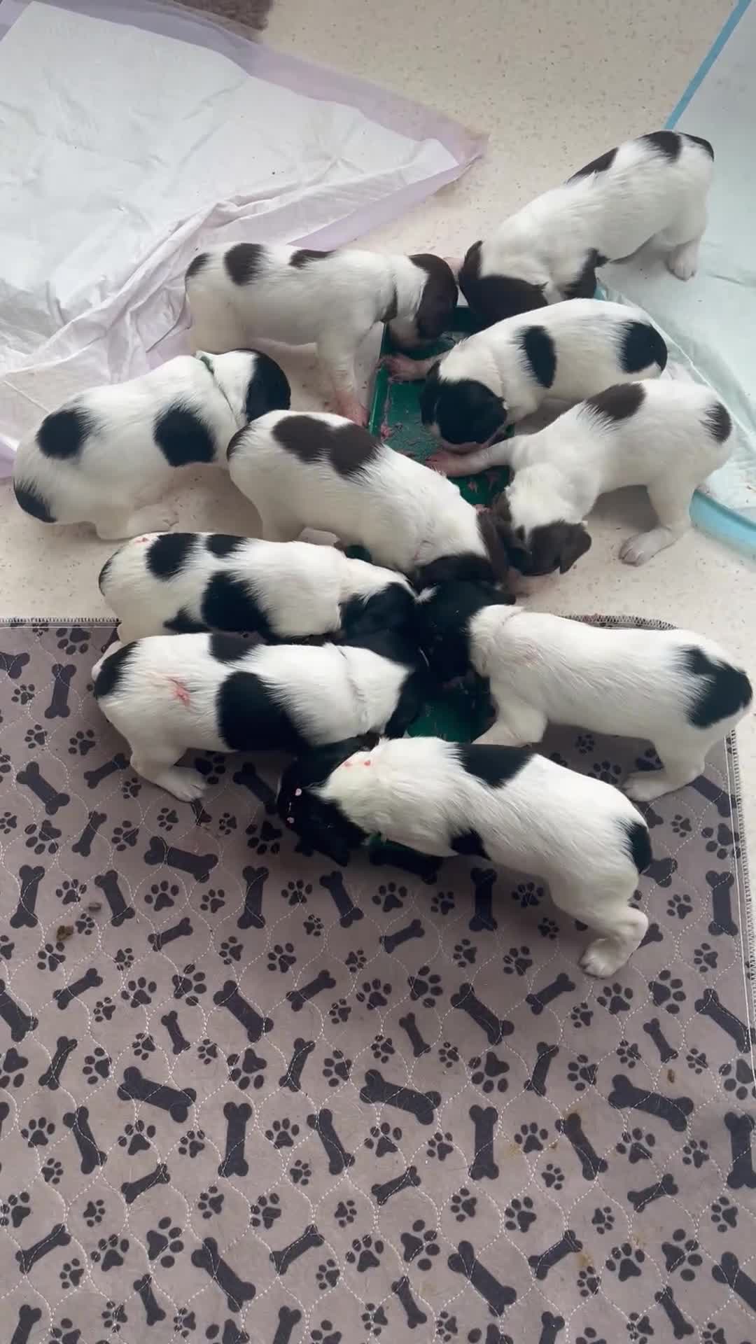 English Springer Spaniel dogs for sale: Beautiful springer spaniel puppies - Video 1