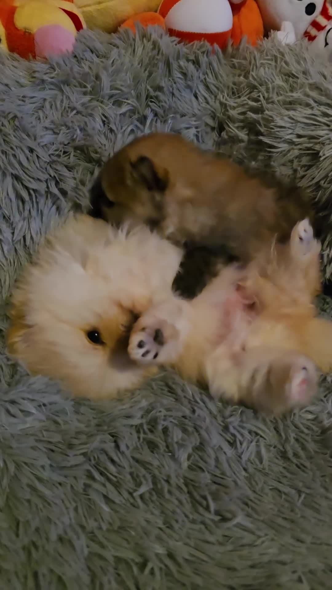 Pomeranian dogs for sale: GEORGEUS LOVELY POMERANIAN PUPPY'S 🐶07587756229🐶 - Video 2