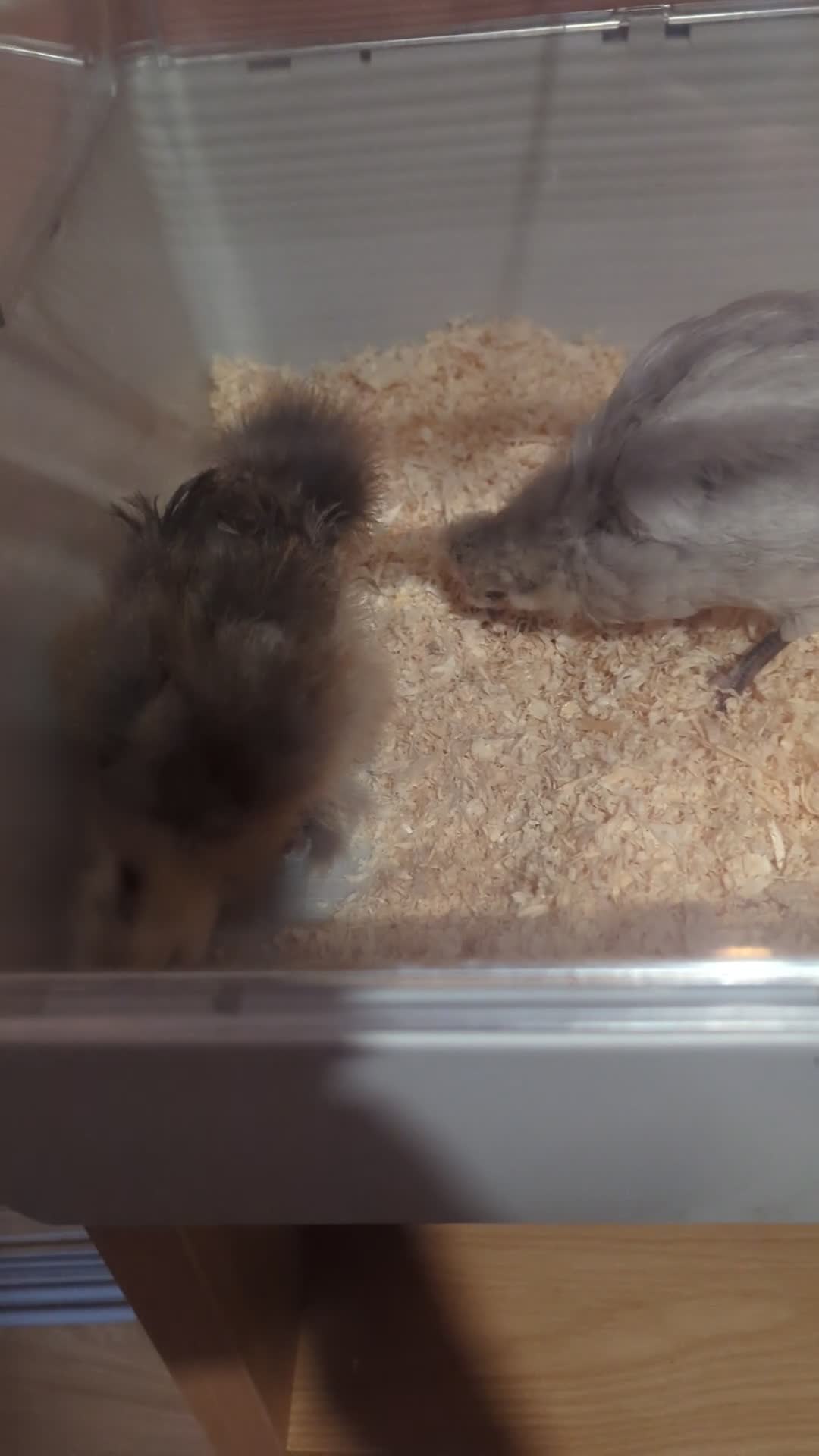 Chickens poultry for sale: X2 bantams for sale £20 each - Video 1