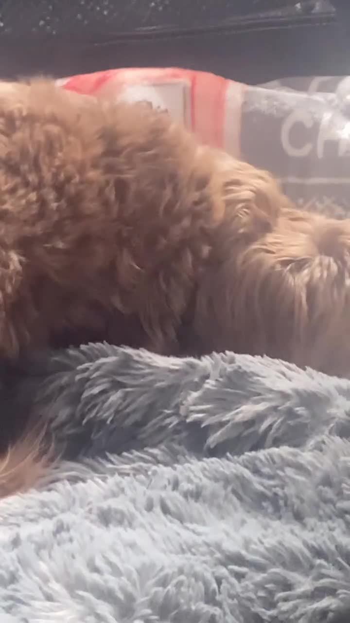 Shih Tzu dogs for sale: Imperial chocolate Shih-Tzu Puppy - Video 1