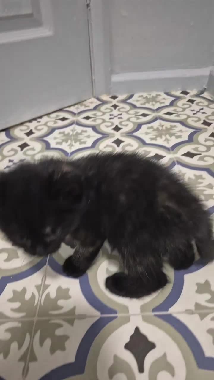 Mixed Breed cats for sale: Kittens  - Video 4