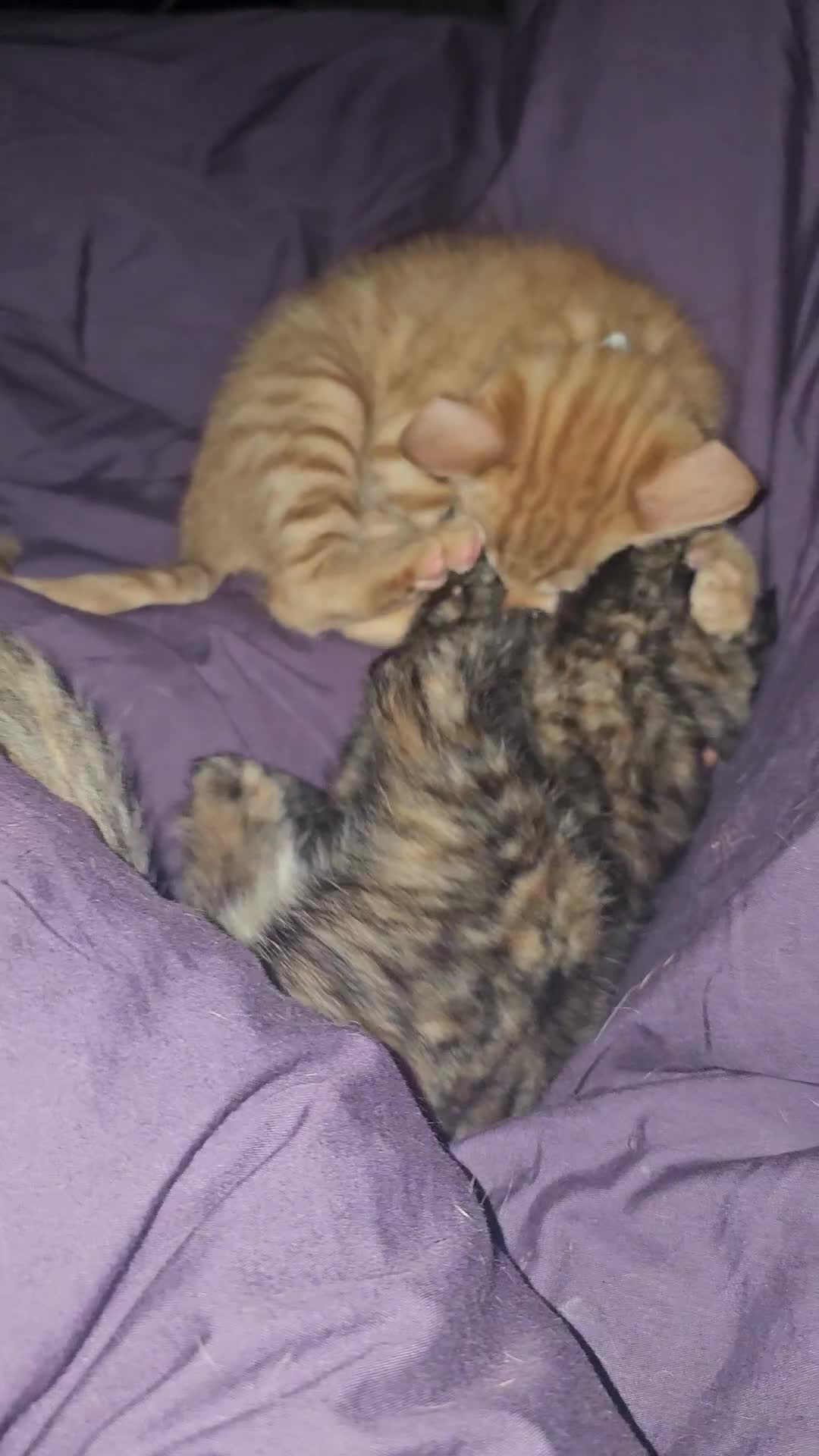 Mixed Breed cats for sale: 2 kittens for sale - Video 1