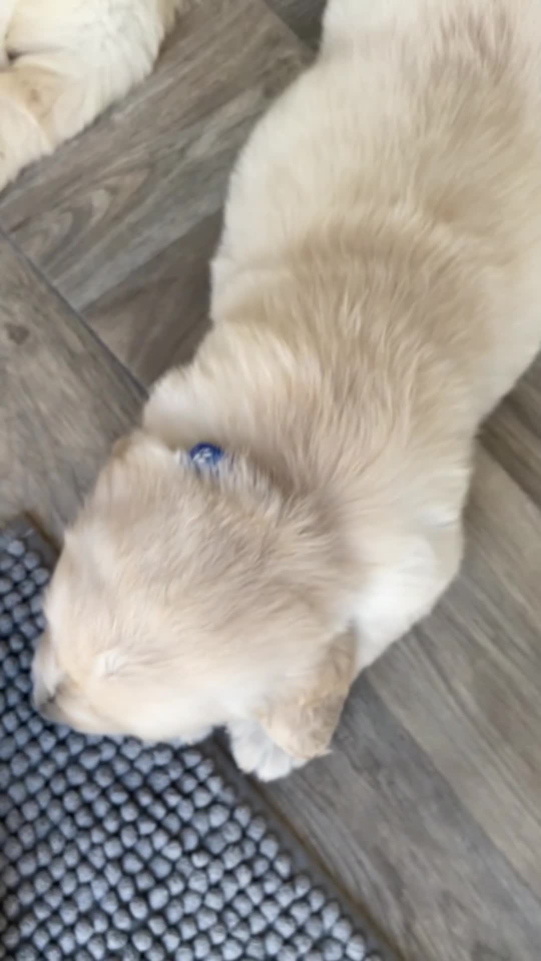 Golden Retriever dogs for sale: KC-DNA Chunky fluffy goldies.  - Video 2