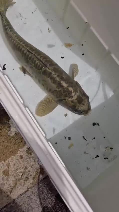 Koi Carp fish for sale: Koi carp mixed variety  in Barnet - Video 2