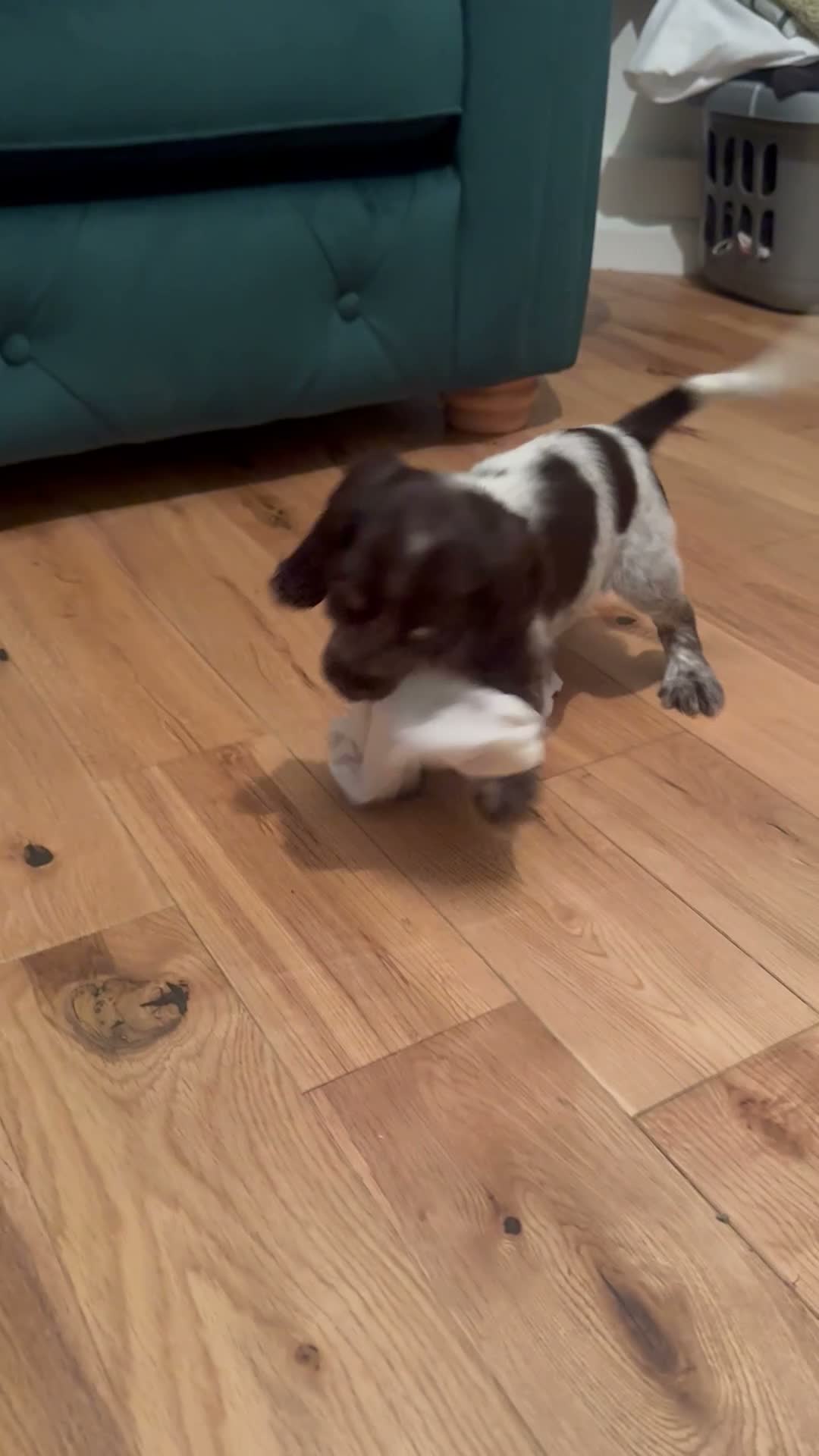 Cocker Spaniel dogs for sale: Show cocker spaniels  - Video 2