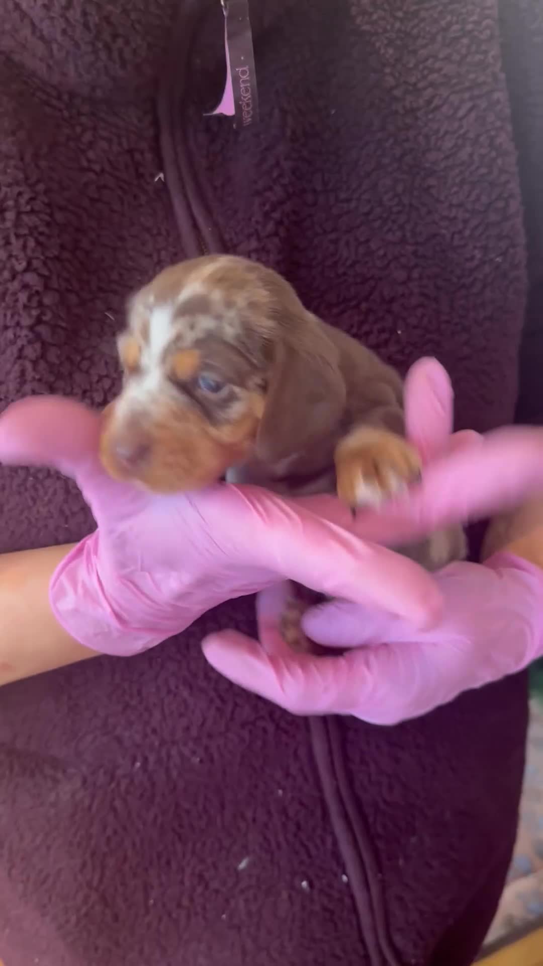 Miniature Dachshund dogs for sale: Rainbow Litter of Dachdhund Babies - Video 1