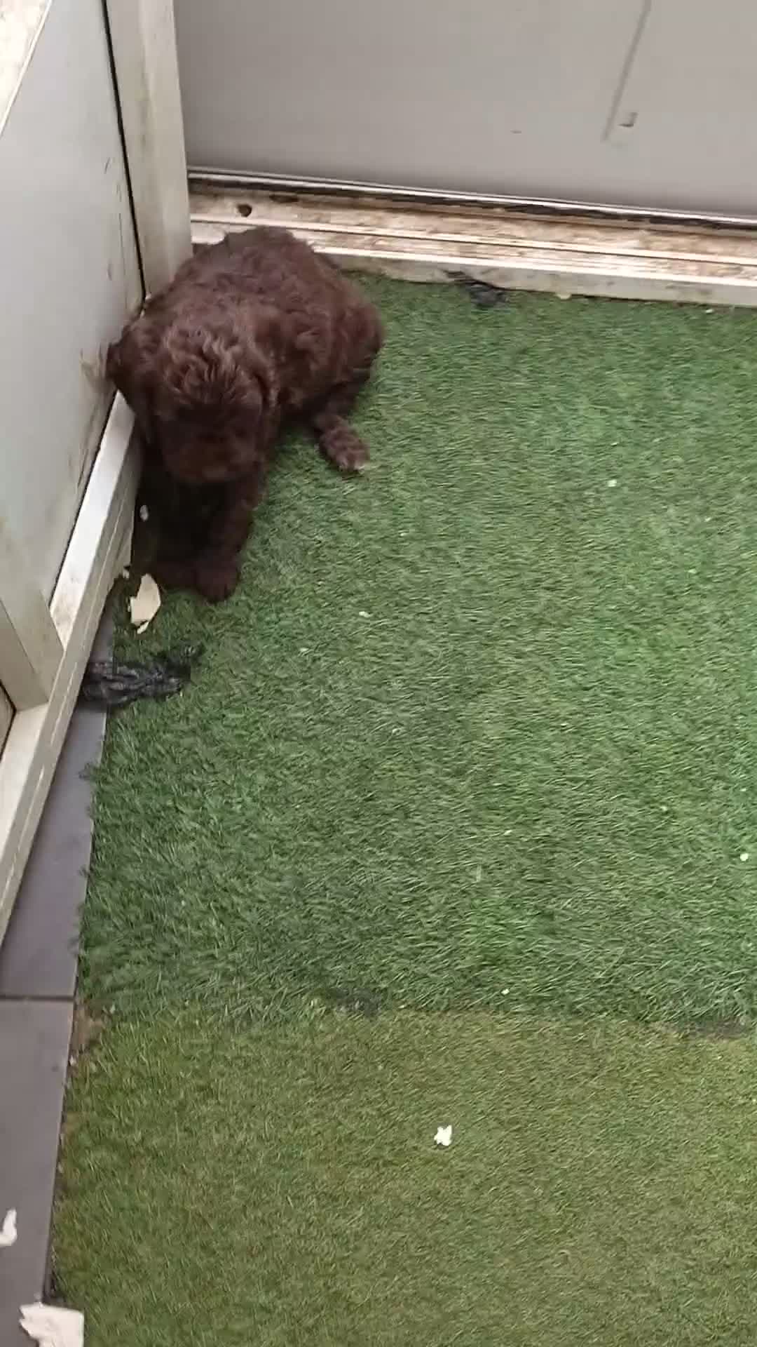 Cockapoo dogs for sale: Cockapoo puppies 100%  - Video 3