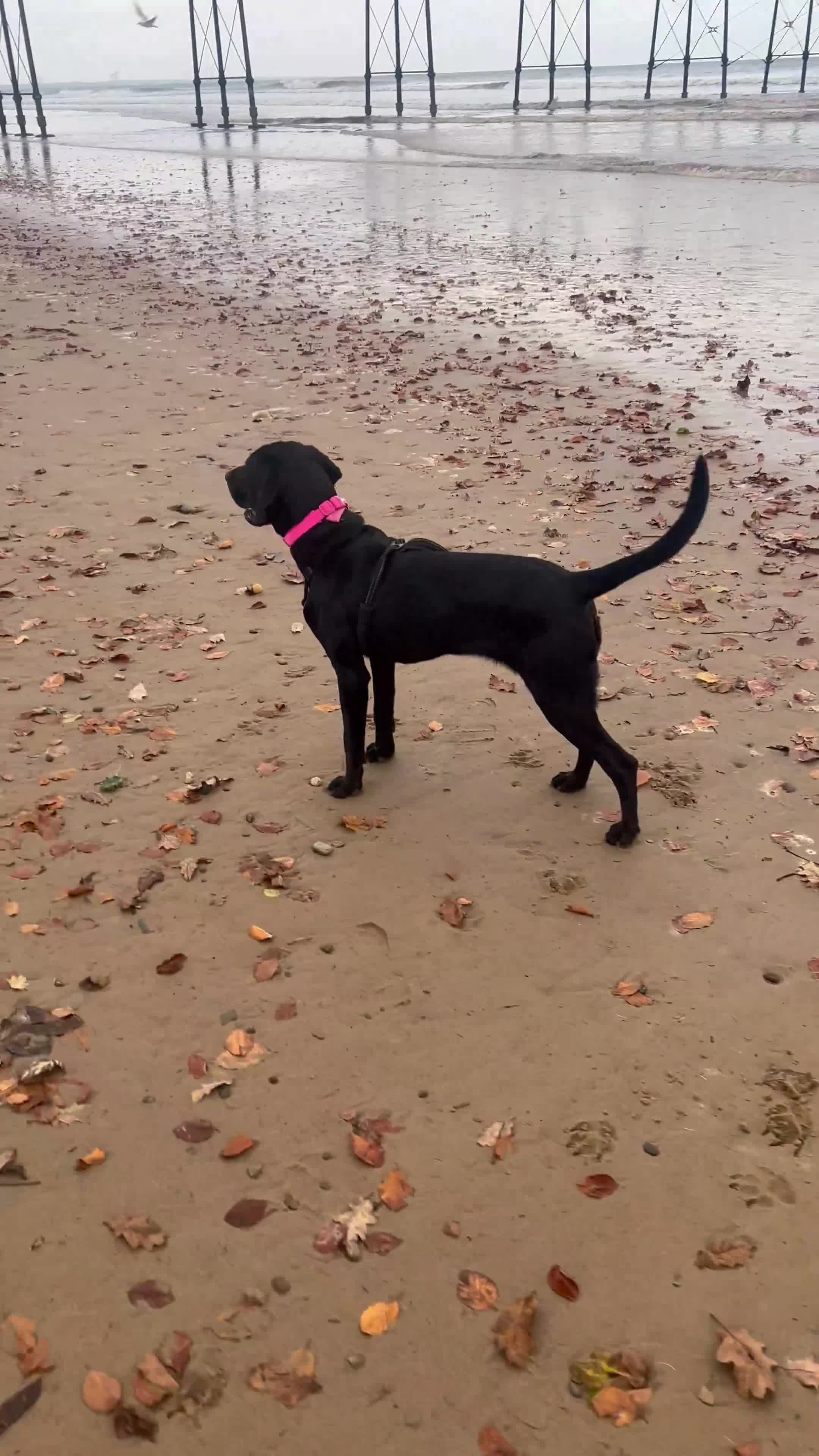 Mixed Breed dogs for sale: Lab x Vizsla Lizzie - Looking for a Loving Home ❤️ in Ripon - Video 2
