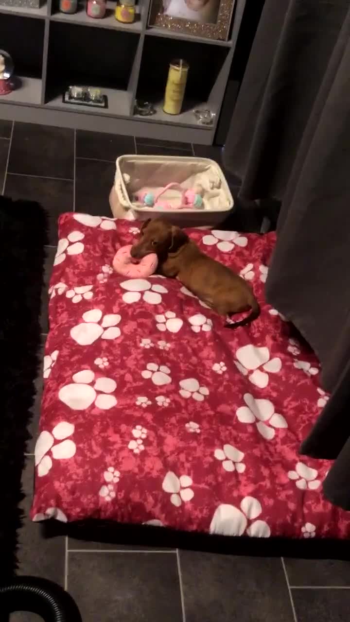 Dachshund dogs for sale: Beautiful dachshund - Video 1