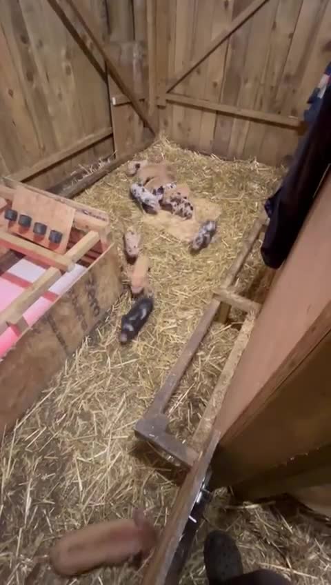 Pig livestock for sale: Kunekune piglets for sale  in Llanfyllin - Video 1