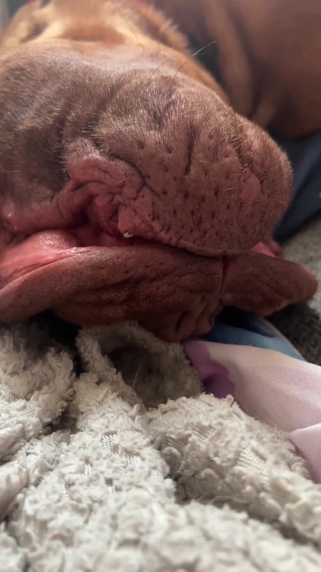 Dogue De Bordeaux dogs for sale: Beautiful big boy  - Video 1
