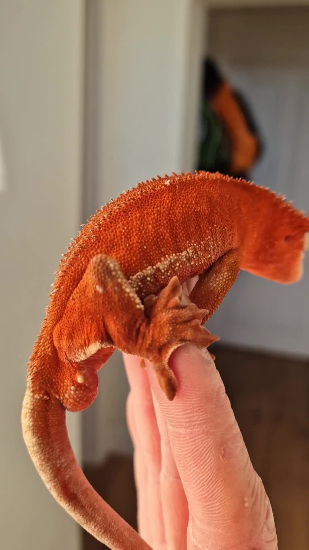 Gecko reptiles for sale: Red Phantom Lilly White  - Video 2
