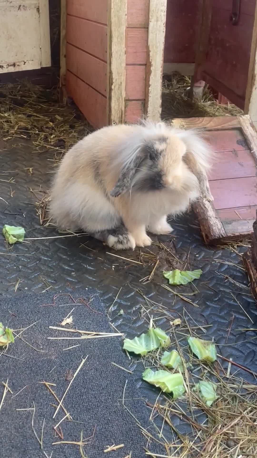 Mini Lion Lop rabbits for sale: Beautiful female mini lion lop - Video 1