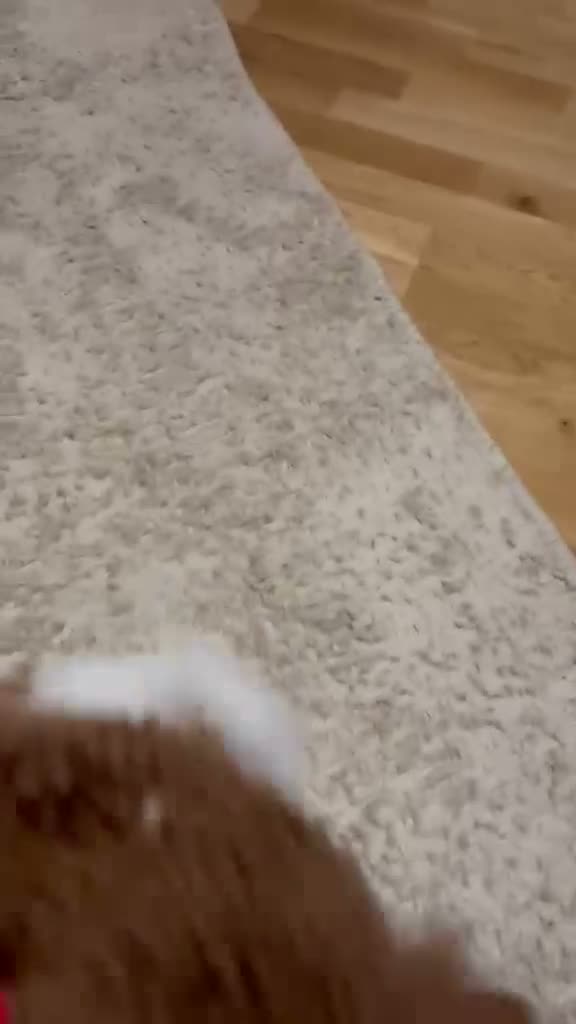 Miniature Poodle dogs for sale: Miniature Toy Poodle  in Princes Risborough - Video 2