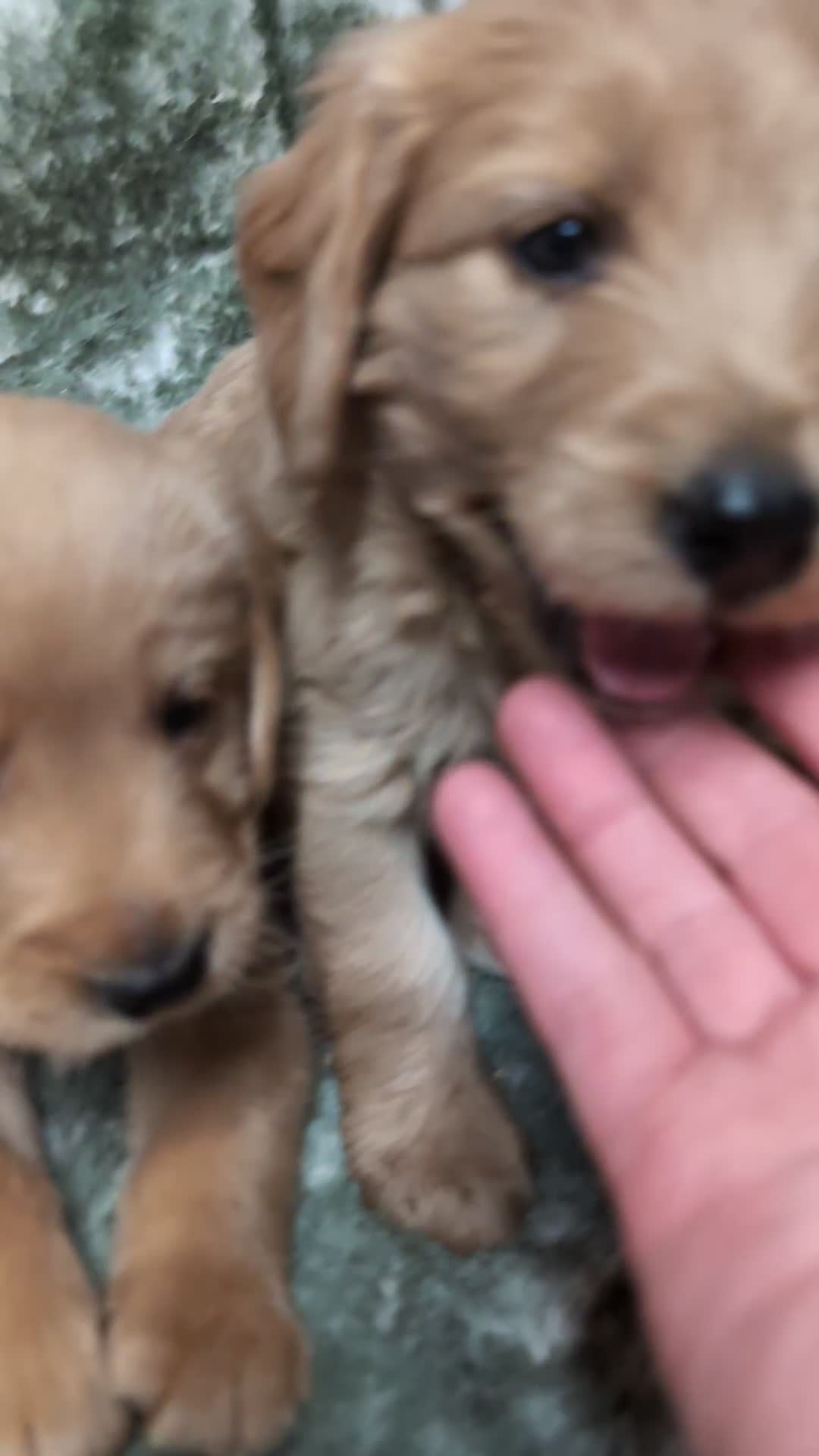 Mini Goldendoodle dogs for sale: Beautiful Mini Goldador Doodle puppies, DNA clear - Video 1