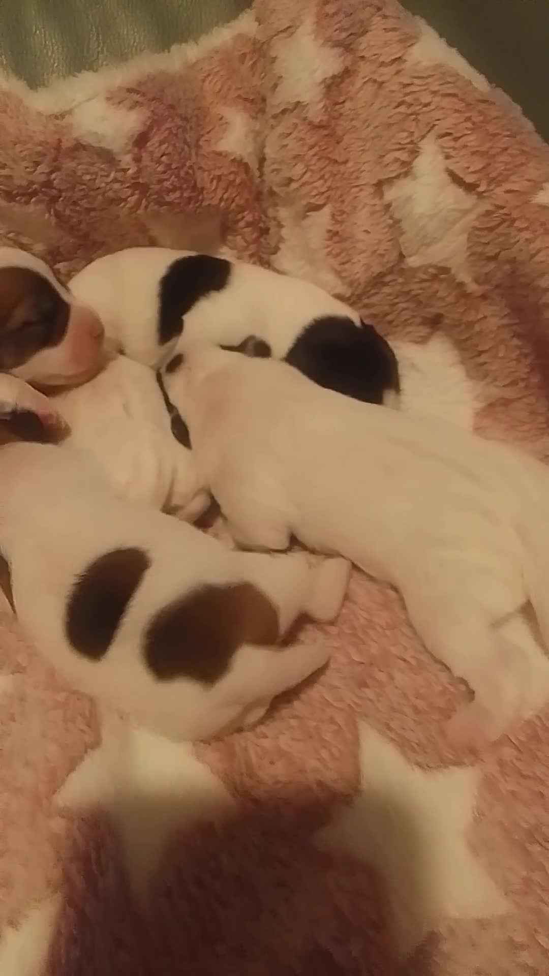 Jack Russell dogs for sale: Jack Russell 5 boy's - Video 3